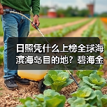 日照凭什么上榜全球海滨海岛目的地?碧海金沙滩与茶文化魅力解析(图4) 日照凭什么上榜全球海滨海岛目的地?碧海金沙滩与茶文化魅力解析(图4)