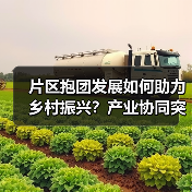 片区抱团发展如何助力乡村振兴？产业协同突围新路径