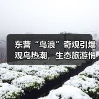 东营“鸟浪”奇观引爆观鸟热潮，生态旅游悄然升温(图1)