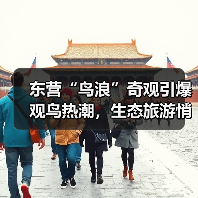 东营“鸟浪”奇观引爆观鸟热潮，生态旅游悄然升温(图3)