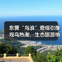 东营“鸟浪”奇观引爆观鸟热潮，生态旅游悄然升温(图4)