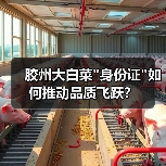 胶州大白菜