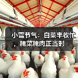 小雪节气：白菜丰收忙，腌菜腌肉正当时(图2)