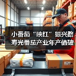 小番茄“映红”振兴路 寿光番茄产业年产值破亿(图2) 小番茄“映红”振兴路 寿光番茄产业年产值破亿(图2)