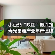 小番茄“映红”振兴路 寿光番茄产业年产值破亿(图4) 小番茄“映红”振兴路 寿光番茄产业年产值破亿(图4)