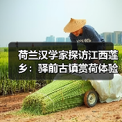 荷兰汉学家探访江西莲乡：驿前古镇赏荷体验千年莲韵(图3)