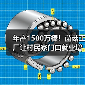 年产1500万棒！菌菇工厂让村民家门口就业增收(图2)