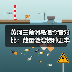 黄河三角洲鸟浪今昔对比：数量激增物种更丰富？(图4)