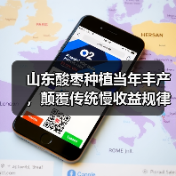 山东酸枣种植当年丰产，颠覆传统慢收益规律(图3)