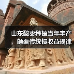 山东酸枣种植当年丰产，颠覆传统慢收益规律(图4)