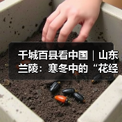 千城百县看中国|山东兰陵:寒冬中的“花经济”(图2) 千城百县看中国|山东兰陵:寒冬中的“花经济”(图2)
