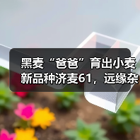 黑麦“爸爸”育出小麦新品种济麦61,远缘杂交打破小麦“近亲繁殖”!(图4) 黑麦“爸爸”育出小麦新品种济麦61,远缘杂交打破小麦“近亲繁殖”!(图4)