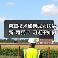 菌草技术如何成为扶贫新 菌草技术如何成为扶贫新奇兵?习近平如何推动其全球应用?(图3)